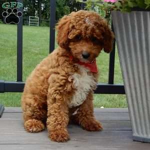 Mario, Cavapoo Puppy